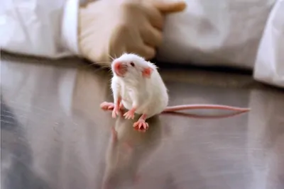 white mouse sitting down